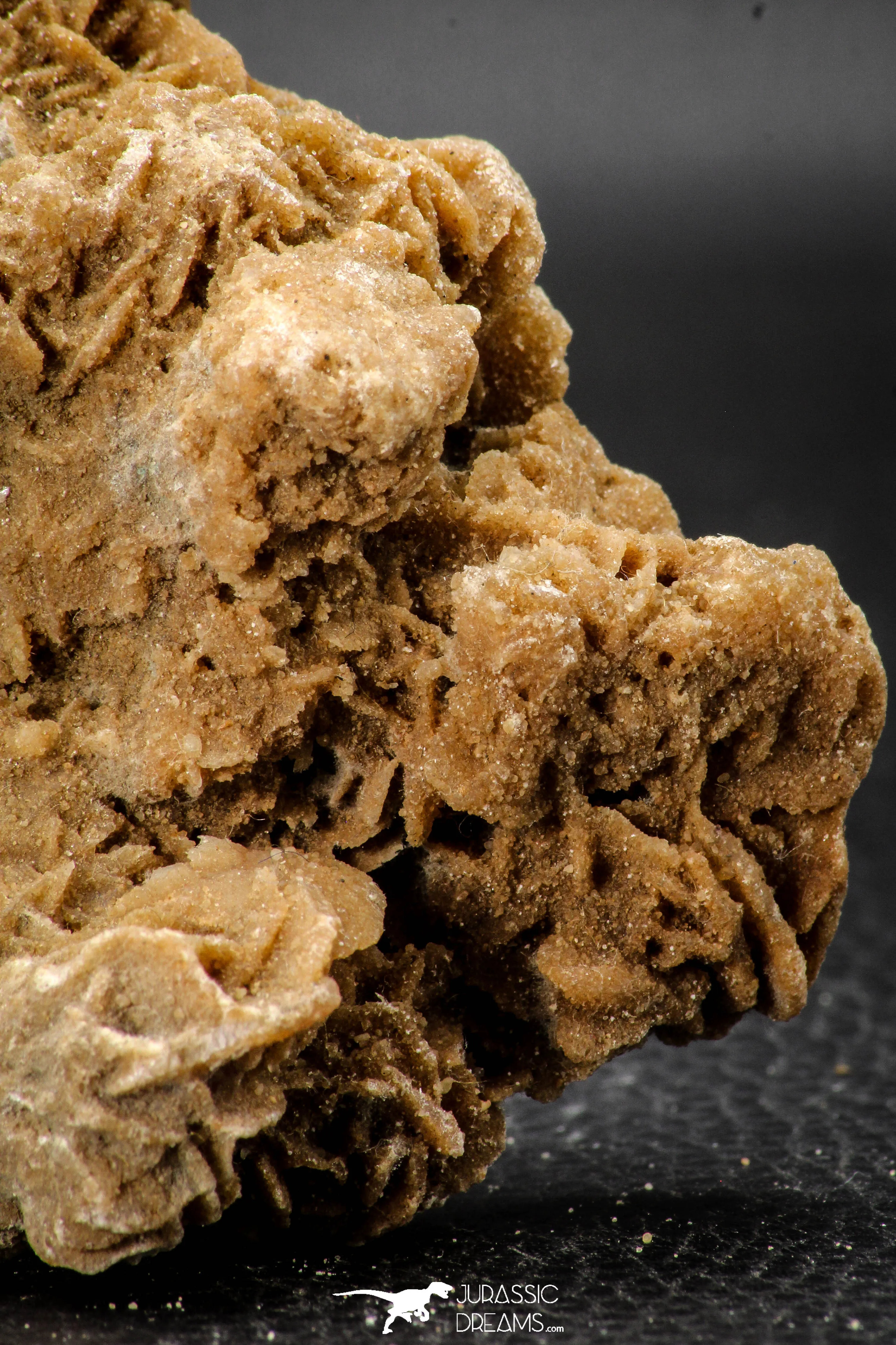 07944 - Top Beautiful 3.36 Inch Desert Rose (Selenite) - Sahara Desert