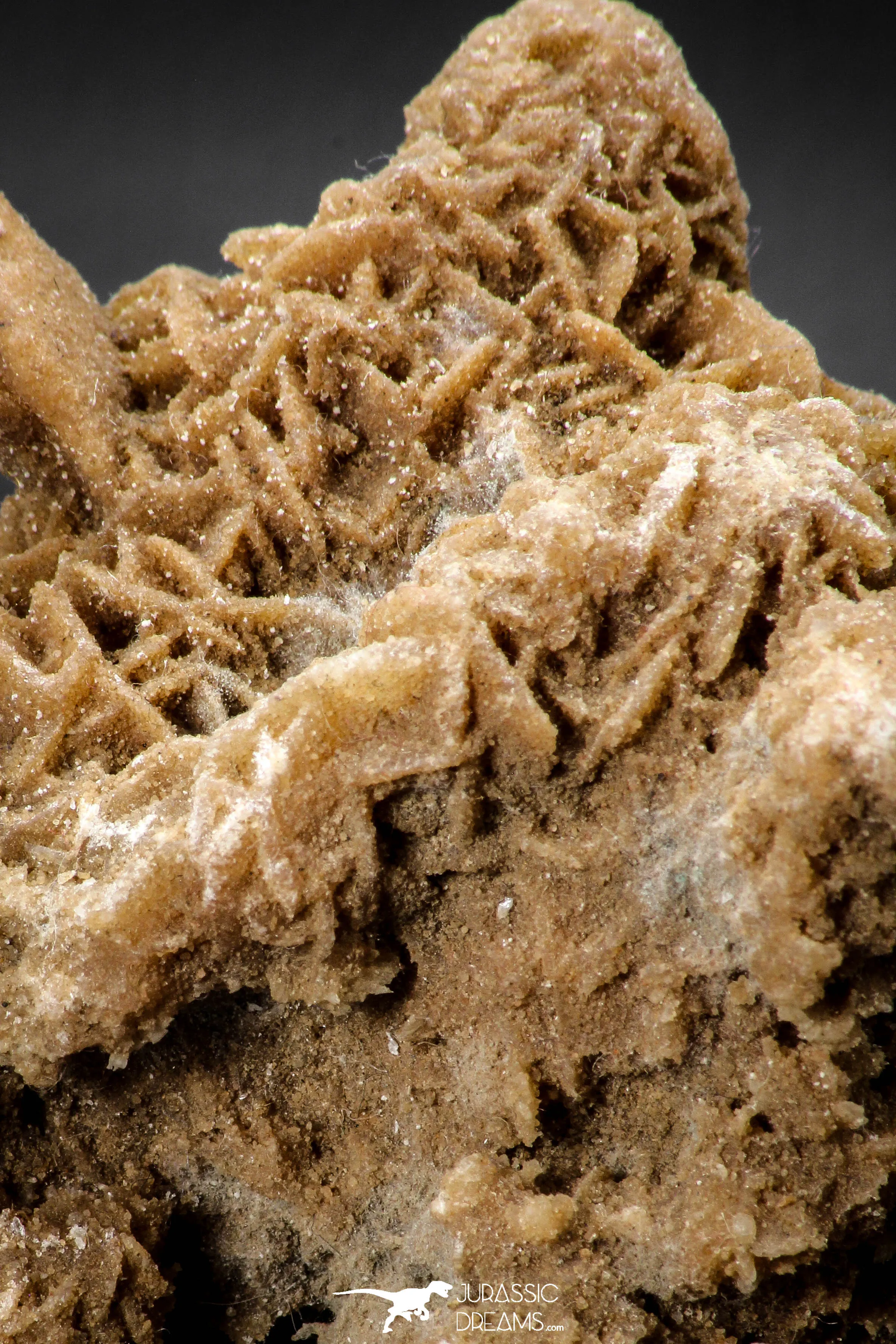 07944 - Top Beautiful 3.36 Inch Desert Rose (Selenite) - Sahara Desert
