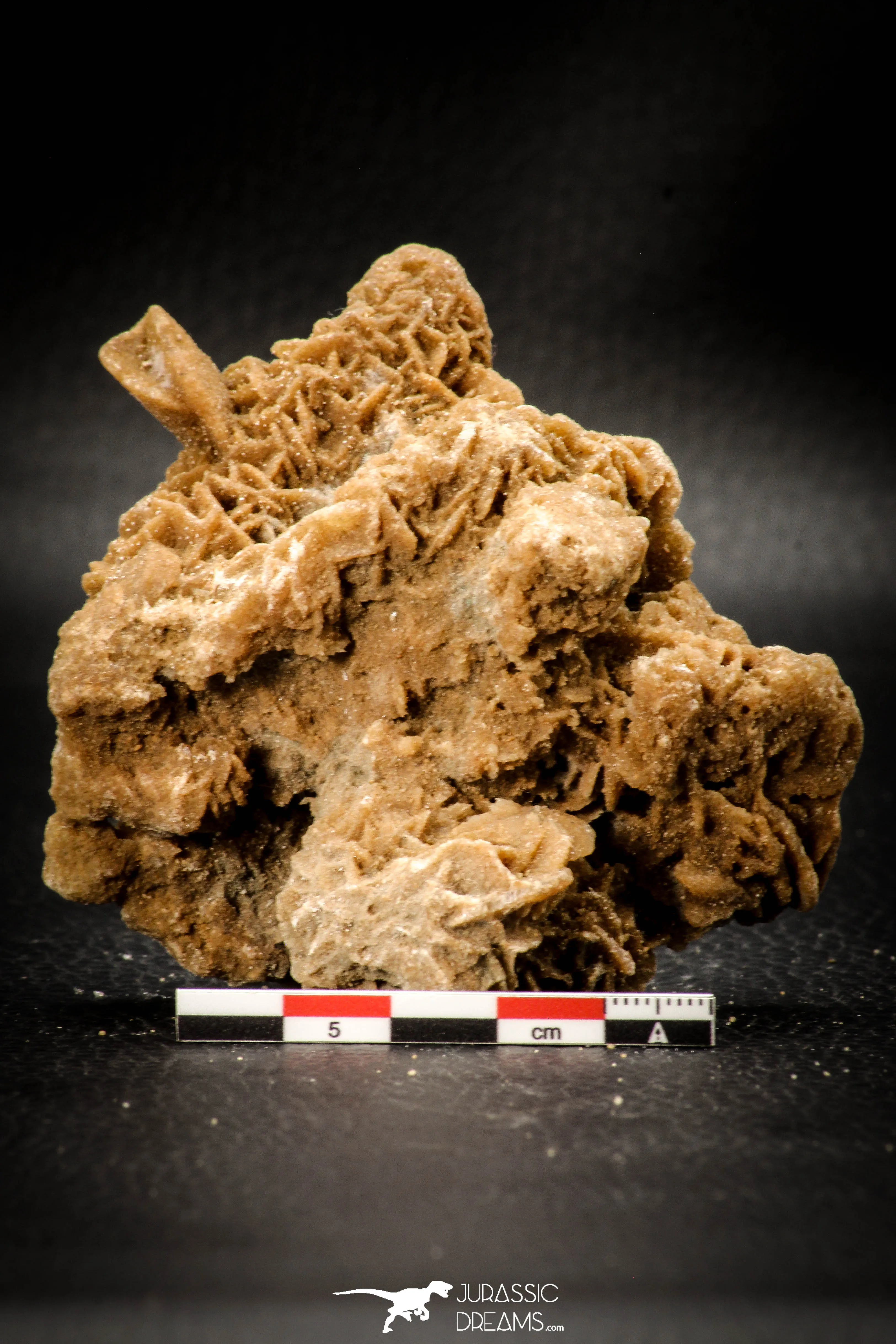 07944 - Top Beautiful 3.36 Inch Desert Rose (Selenite) - Sahara Desert
