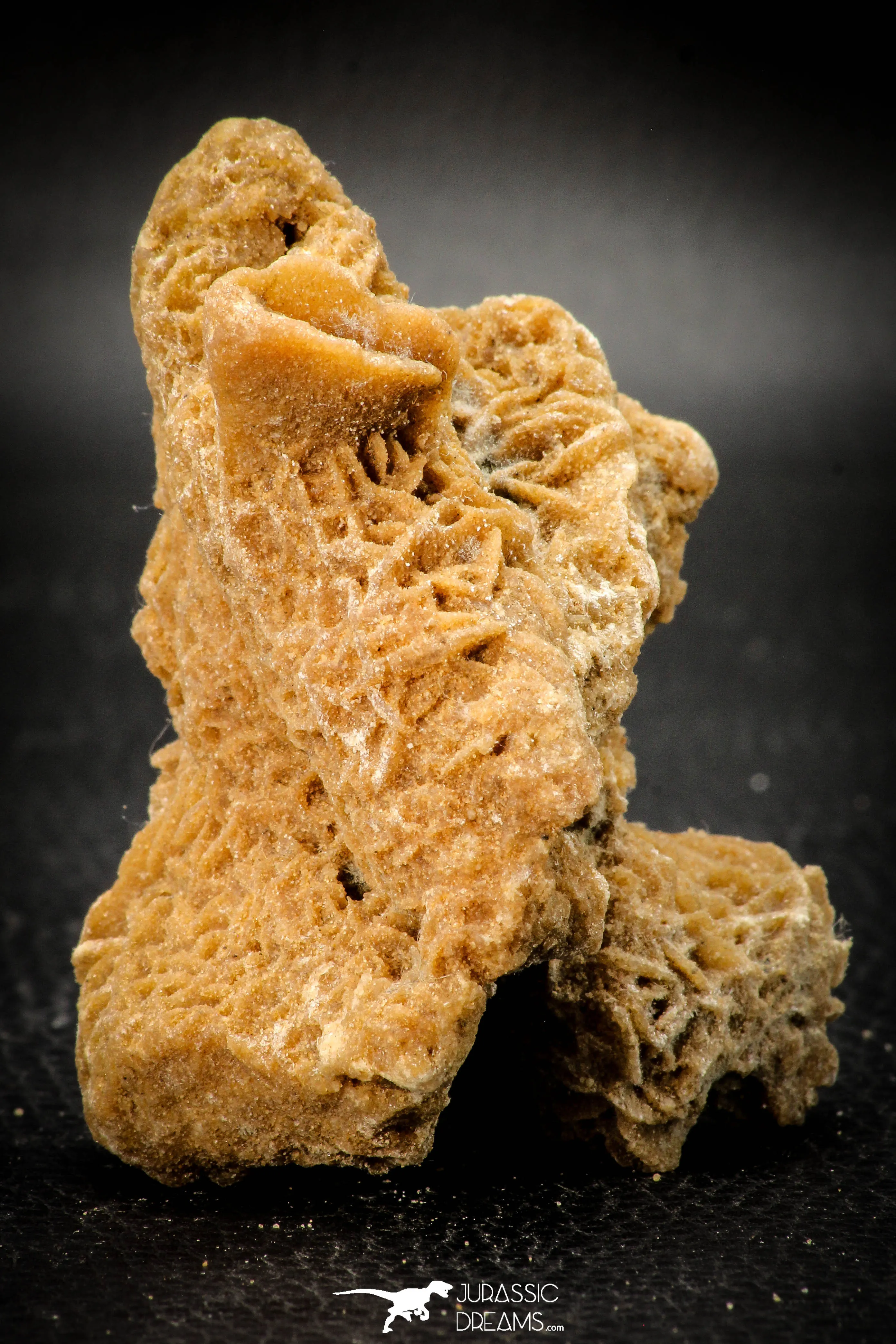 07944 - Top Beautiful 3.36 Inch Desert Rose (Selenite) - Sahara Desert