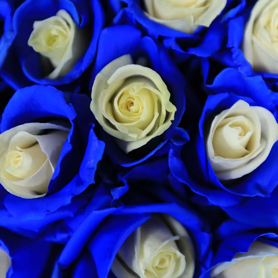Chelsea Roses