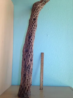 Large Cholla Branch 31" tall 3" in diameter