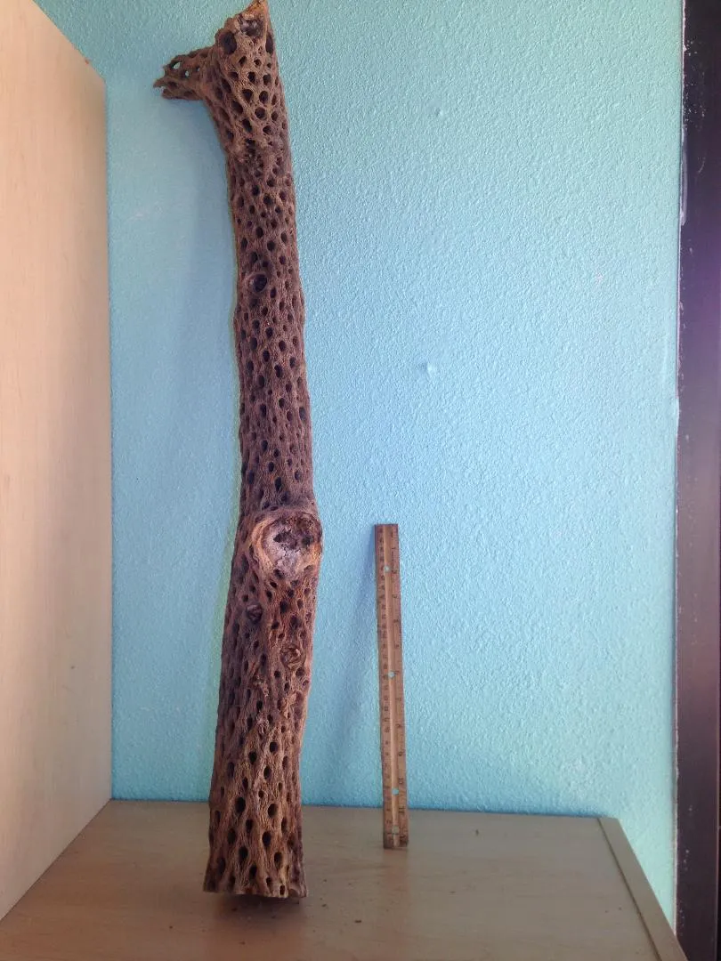 Large Cholla Branch 31" tall 3" in diameter