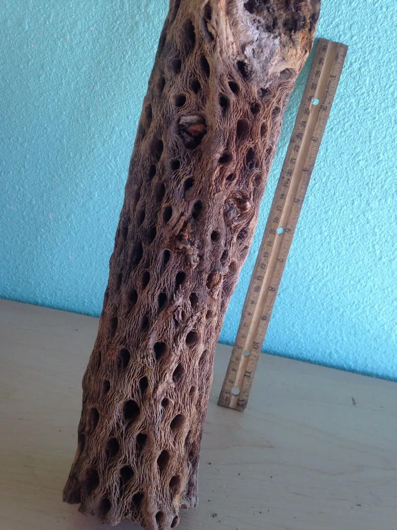 Large Cholla Branch 31" tall 3" in diameter