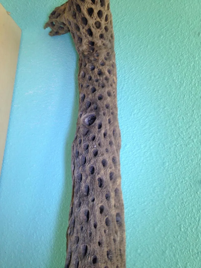 Large Cholla Branch 31" tall 3" in diameter